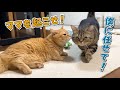 ママのことを交代で起こしに来る兄弟猫が可愛すぎた！