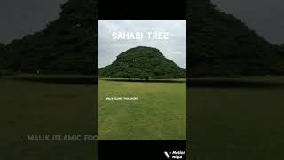 sahabi tree 🌳 1445 old tree #short #video