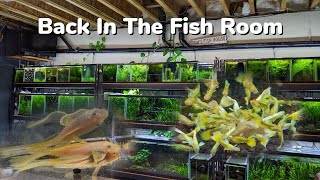 Longfin Blue Eye Plecos, 24k Gold Guppies, Fish Room Upgrade! Day In The Fish Room #36