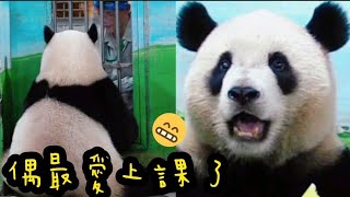 圓寶好乖巧，認真吃飯，認真上課|熊貓貓熊The Giant Panda Yuan Yuan and Yuan Bao|台北市立動物園