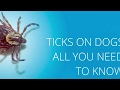 Where to Find Ticks On Your Dog! Where to Find Ticks On Your Dog!