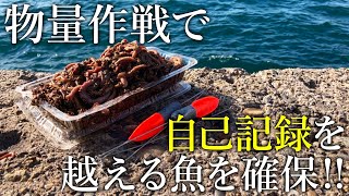 大量の虫エサを使って投げ釣りをすると想定外の結果が起きた…