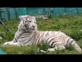 2016.5.21 岩手サファリパーク☆ホワイトタイガーのマハロ【white tiger】_01