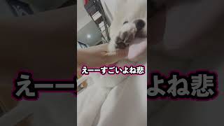 犬が飼い主の布団の上に乗るのな〜ぜな〜ぜ？#shorts