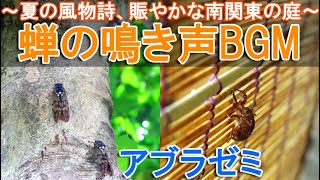 蝉の鳴き声BGM～夏の風物詩、アブラゼミで賑やかな南関東の庭～