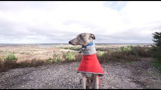 Day in the life | Freddie the Whippet | Walking, eating \u0026 napping!