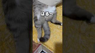 しっぽで返事する猫#shorts #cat #猫 #かわいい