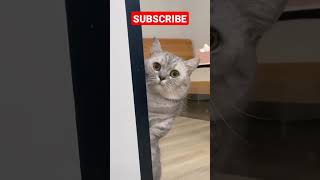 Wait for end....😱#funniest cat video | #shorts | #shortfeed