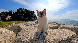 防波堤の野良猫の散歩に付いていってみた