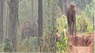 പ്രിയപ്പെട്ടവനെ തേടി കുട്ടിക്കൊമ്പൻ ;  ആത്മബന്ധത്തിന്റെ മാതൃക നൽകി ഗണപതിയും