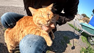 猛烈に甘えて膝の上に乗ってきた猫島の茶トラ猫が愛くるしい　cutecats