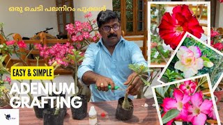 Adenium Grafting Easy Method | Tips for 100% Success | Tablet/Flat Grafting | Grafting in Malayalam