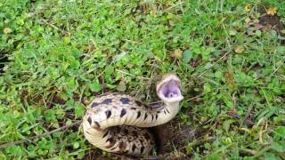 Angry Bull Snake!