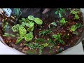 scaping a biorb air automatic terrarium with orchids