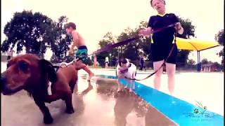 2017 Pooch Plunge (08.07.2017)