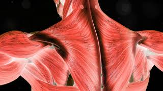 Massage Therapy: Beyond the Basics