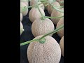 甜瓜种植技术 melon planting techniques