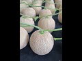 甜瓜种植技术 melon planting techniques