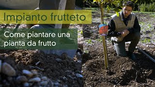 Come piantare una pianta da frutto