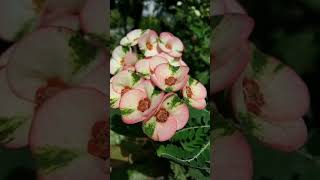 Crown of Thorns | Christ Thorn | Home Gardening | Madagascar | Wastebasket