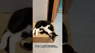 milota #shortsanimals #catlover #catshorts #catvideos #cat