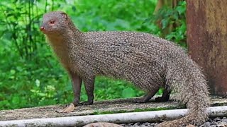 Indian grey mongoose (Urva edwardsii)