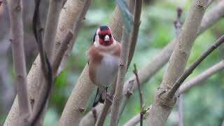 Jardin Refuge LPO Ploufragan    Côtes d'Armor  Janvier 2025