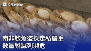 南非鮑魚盜採走私嚴重 數量銳減列瀕危｜20231129 公視新聞全球話