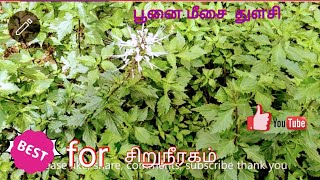 All Diseases can be be Cured by One Plant \\\\ poonai meesai herbal plant \\Deepa's tea time vlog tamil