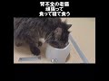 【保護猫・老猫】腎不全のボルちゃん頑張って食って寝て更に食う。 初老夫婦とねこ 保護猫 老猫 shorts