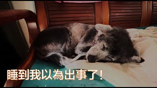 老狗需要更長的睡眠時間