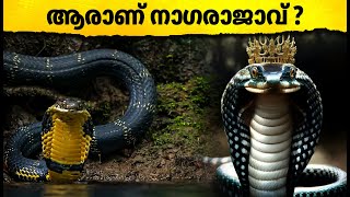 ആരാണ് നാ​ഗരാജാവ് ? The real story of king cobra | Malayalam | King Cobra | Snake |