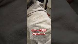 セローのスタータークラッチに異常が出た