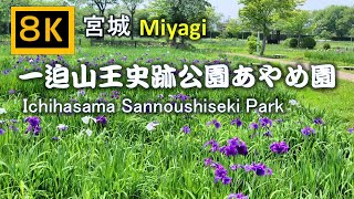 【8K】一迫山王史跡公園あやめ園 Ichihasama Sanno Historical Park Iris Garden