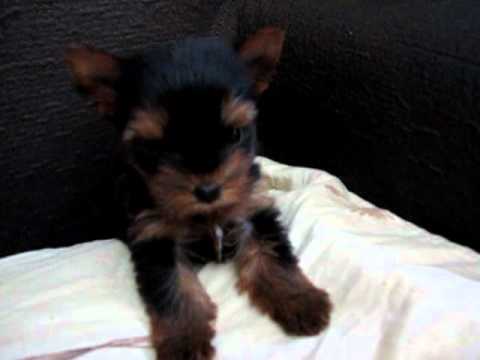 Angry Puppy Yorkshire Terrier Youtube