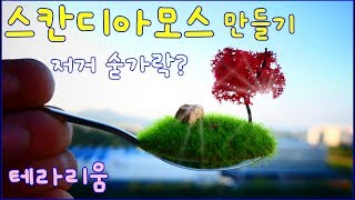 스칸디아모스 테라리움을 설마 숟가락 위에? 만들다