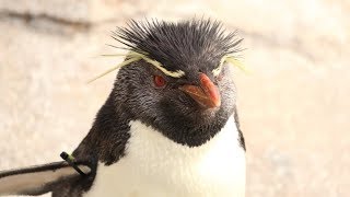 ウィンターペンギンパレード＠仙台うみの杜水族館