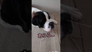 【超大型犬】【セントバーナードのヨダレはこんなに…】のびるのびる、更にのびる💦 #いぬ #shorts