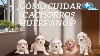 Cuidado de cachorros huérfanos