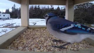 Bluejay in feeder