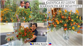 Kadifica je predivna cvijeće | Marigold are nice as cut flowers | Ideas for cut flowers