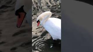 Pure pleasure is endless. #toronto #swans #nature #beauty #pleasure