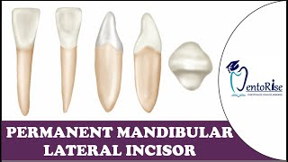 Permanent Mandibular Lateral Incisor | Tooth Morphology | Dental Anatomy