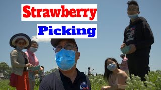 LEWIN FARMS, STRAWBERRY PICKING...