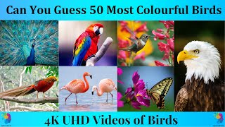 Guess the Bird Name| Quiz on Birds | Bird Trivia | Beautiful Birds 4K