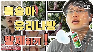 복숭아 주요 병해충 방제 - 복숭아 유리나방 방제