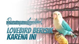 Lovebird Lain Jangan Dekat-dekat, Nanti Kebawa Emosi