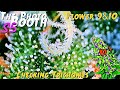 The Photo Booth S5 Ep. 14 | Flower Weeks 9 & 10 | Checking Trichomes