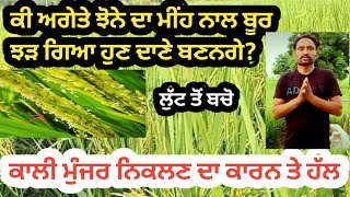 ਅਗੇਤੇ ਝੋਨੇ ਦੇ ਬੂਰ ਤੇ ਮੀਂਹ ਦਾ ਕਿੰਨਾ ਕੂ ਅਸਰ।ਬੂਰ ਝੜ ਗਿਆ ਕਿ ਦਾਣੇ ਬਣਨਗੇ।ਕਾਲੀ ਮੂੰਜਰ ਨਿੱਕਲੂ ਪਰ ਸਾਵਧਾਨ ਰਿਹੋ