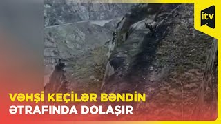 Vəhşi keçilər su bəndinin ətrafında gəzərək gözəl mənzərə yaratdı